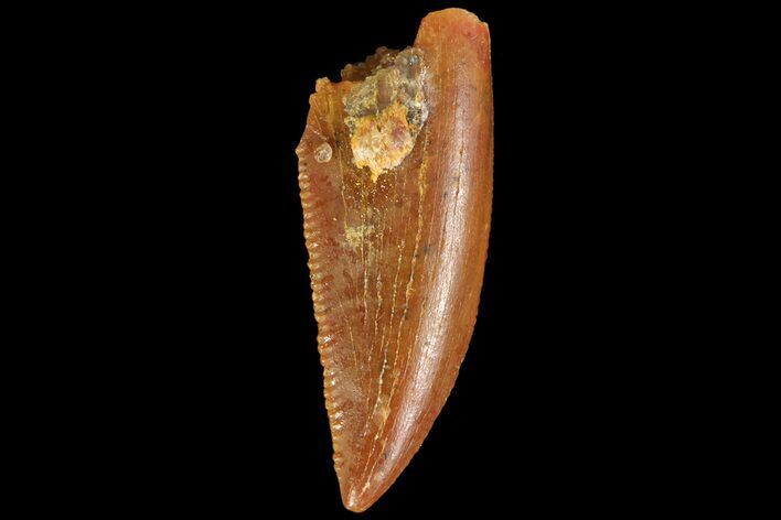 Serrated, Raptor Tooth - Real Dinosaur Tooth #85238